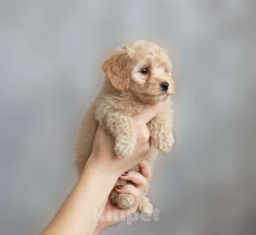 Собаки в Москве: Мальтипу F1 премиум мини Мальчик, 100 000 руб. - фото 2