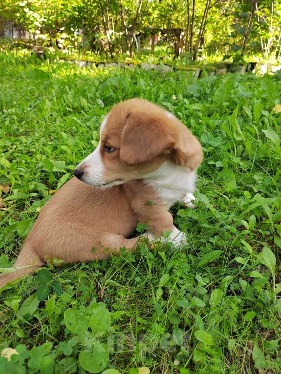 Собаки в Екатеринбурге: Щенки Корги Кардиган  Девочка, Бесплатно - фото 4