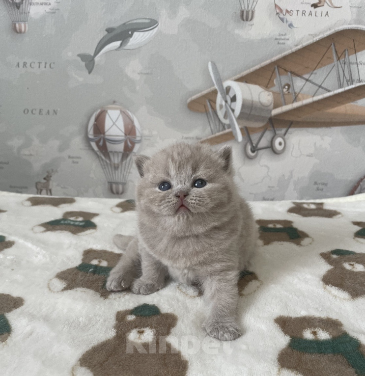 Кошки в Москве: Британская девочка Дана Девочка, 50 000 руб. - фото 1