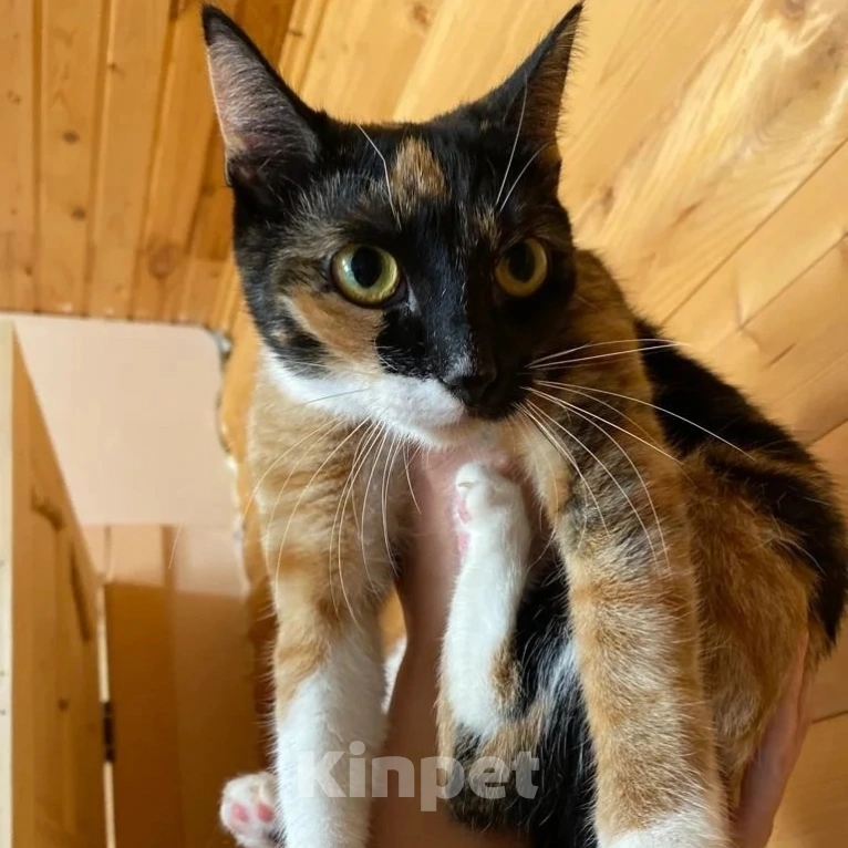 Кошки в Москве: Спасите из клеточки! Девочка, Бесплатно - фото 2