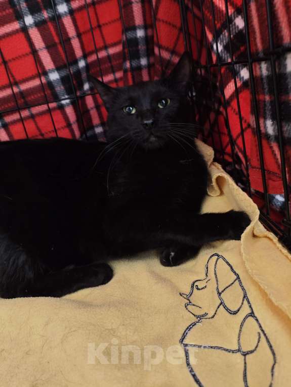 Кошки в Санкт-Петербурге: Срочно!!! Отдам в Добрые руки!!! Девочка, Бесплатно - фото 6