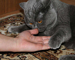 Кошки в Электростали: Вязка с Шотландским прямоухим котом Опытный, 3 000 руб. - фото 5