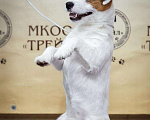 Собаки в Москве: Вязка Кобель ДРТ Мальчик, 10 000 руб. - фото 2