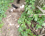 Кошки в Арзамасе: Котята в добрые руки, Бесплатно - фото 3