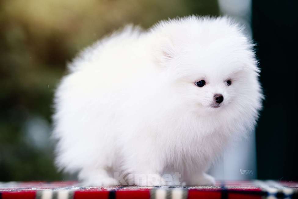 Собаки в Видном: Белый мальчик с кремовыми ушками Мальчик, 40 000 руб. - фото 1