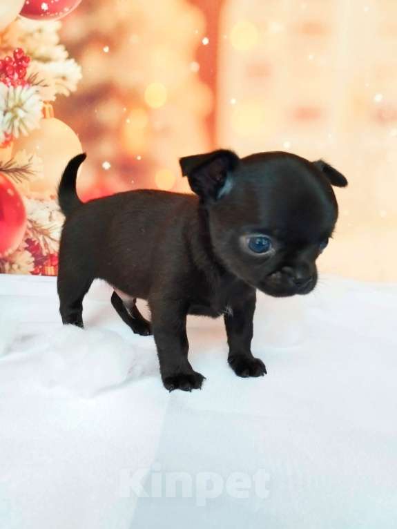 Собаки в Ногинске: Мальчик мистика Мальчик, 40 000 руб. - фото 2