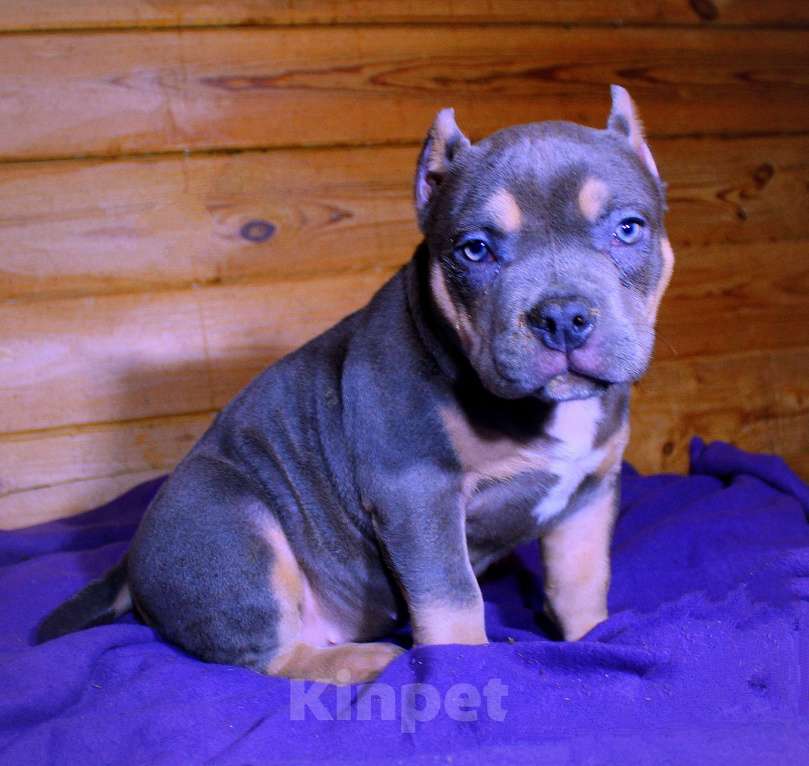 Собаки в Архангельске: АМЕРИКАНСКИЙ БУЛЛИ. ДЕВОЧКА. Девочка, 90 000 руб. - фото 2