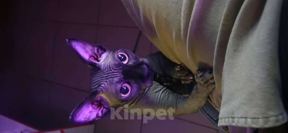 Кошки в Москве: Пристраиваю Мальчик, Бесплатно - фото 2