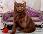 Кошки в Санкт-Петербурге: Британский котик эксклюзивного окраса циннамон Мальчик, 45 000 руб. - фото 9