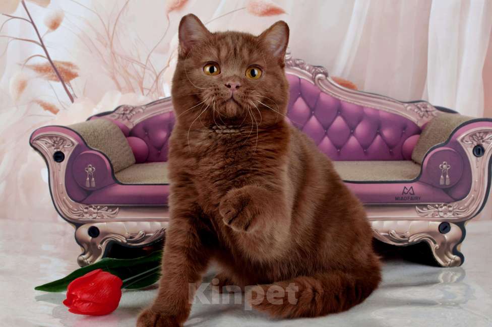 Кошки в Санкт-Петербурге: Британский котик эксклюзивного окраса циннамон Мальчик, 45 000 руб. - фото 9
