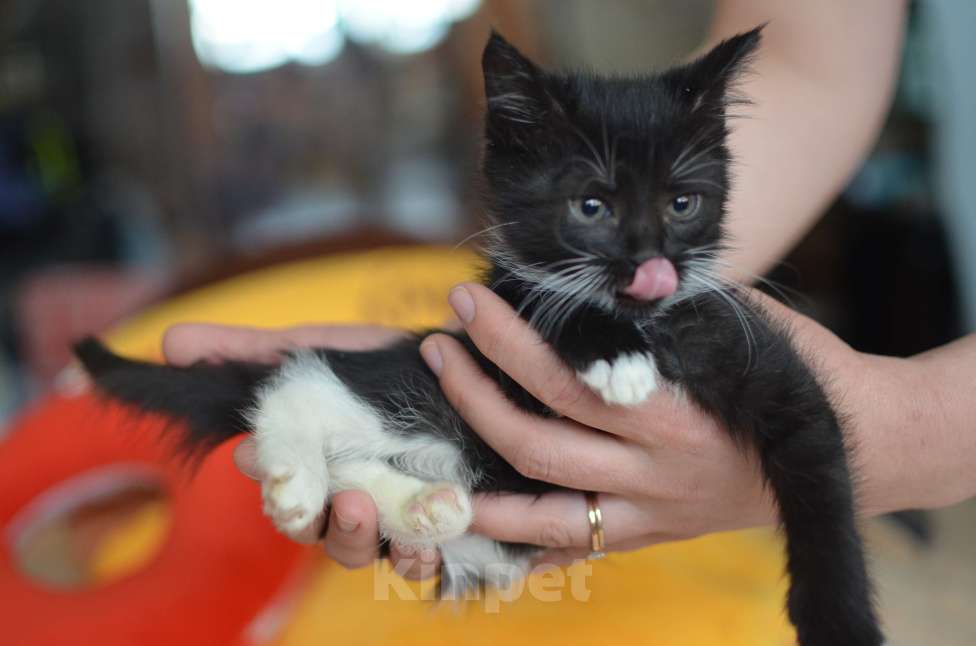 Кошки в Москве: Графиня Девочка, Бесплатно - фото 3