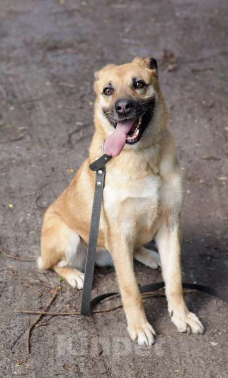 Собаки в Москве: Хана: звезда, которая ждет своего часа!  Девочка, Бесплатно - фото 3