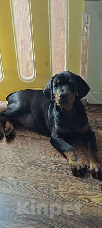 Собаки в Екатеринбурге: Щенки добермана Мальчик, 80 000 руб. - фото 2