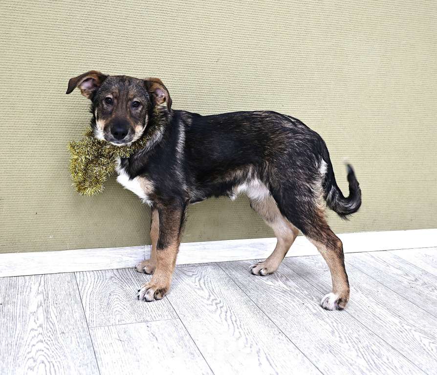 Собаки в Москве: Щенки бесплатно в Москве Девочка, Бесплатно - фото 4