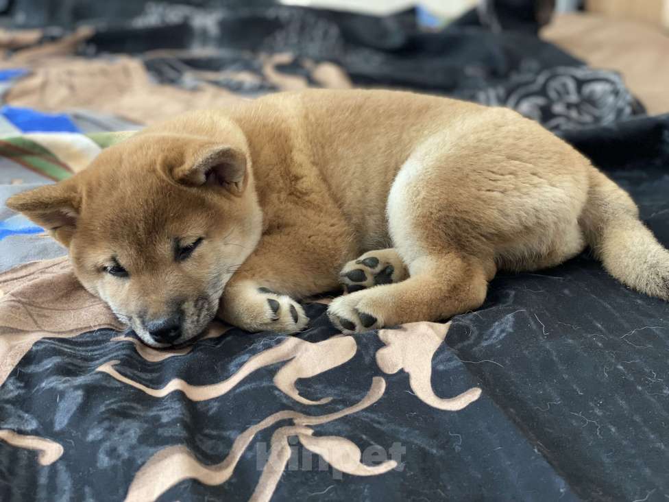 Собаки в Санкт-Петербурге: Щенок Сиба-Ину девочка Девочка, 70 000 руб. - фото 6