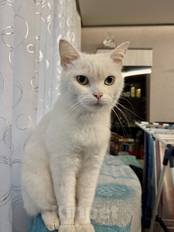 Кошки в Абакане: Кошечка в добрые руки Девочка, Бесплатно - фото 2