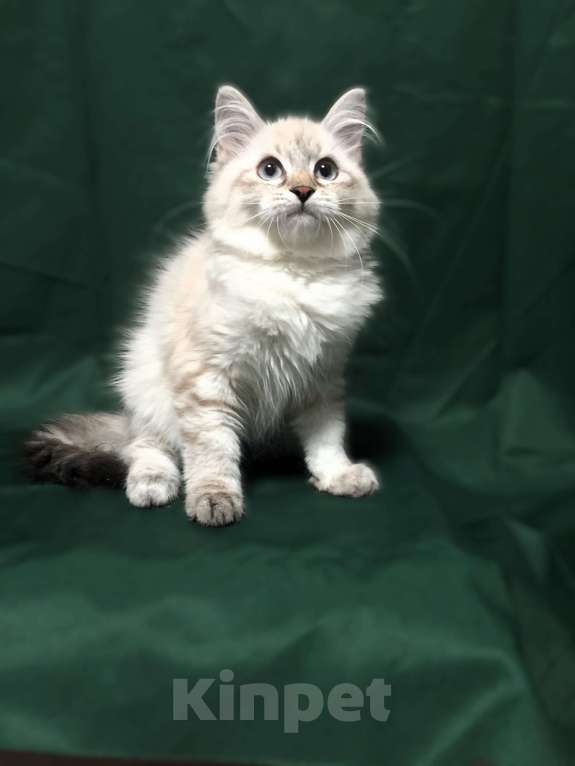 Кошки в Санкт-Петербурге: Невский маскарадный котёнок, кошка Девочка, 45 000 руб. - фото 4