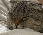 Кошки в Геленджике: Котенок в добрые руки Девочка, Бесплатно - фото 4