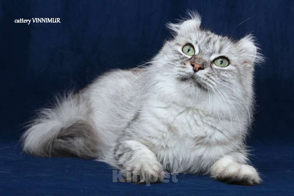 Кошки в Санкт-Петербурге: Американский керл  Девочка, Бесплатно - фото 7