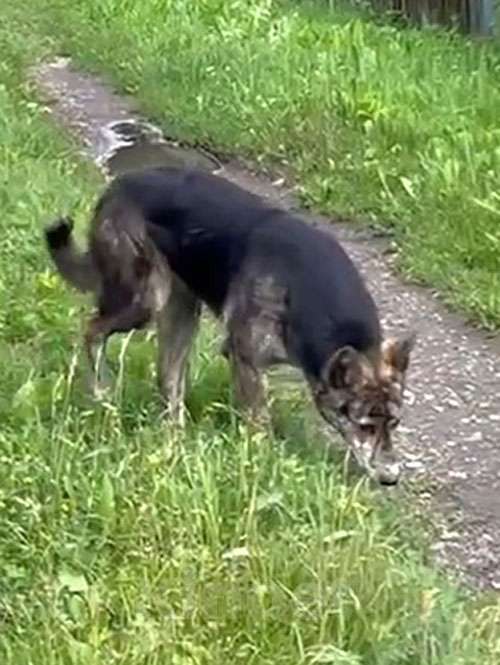 Собаки в Туле: Ласковый, дружелюбный песик-подросток Проша ищет дом Мальчик, 10 руб. - фото 2