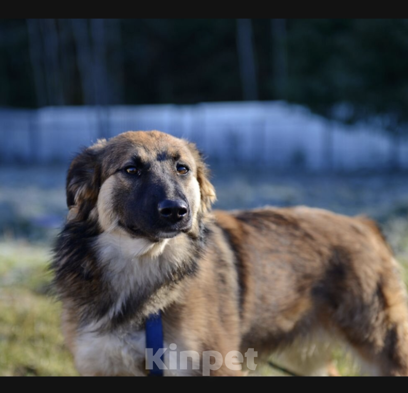Собаки в Москве: Энжи Девочка, Бесплатно - фото 2