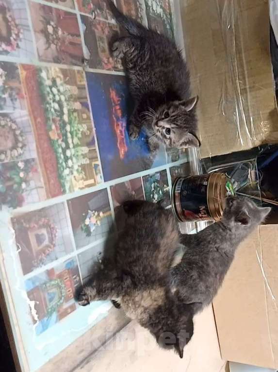 Кошки в Санкт-Петербурге: Монастырские котята Девочка, Бесплатно - фото 5