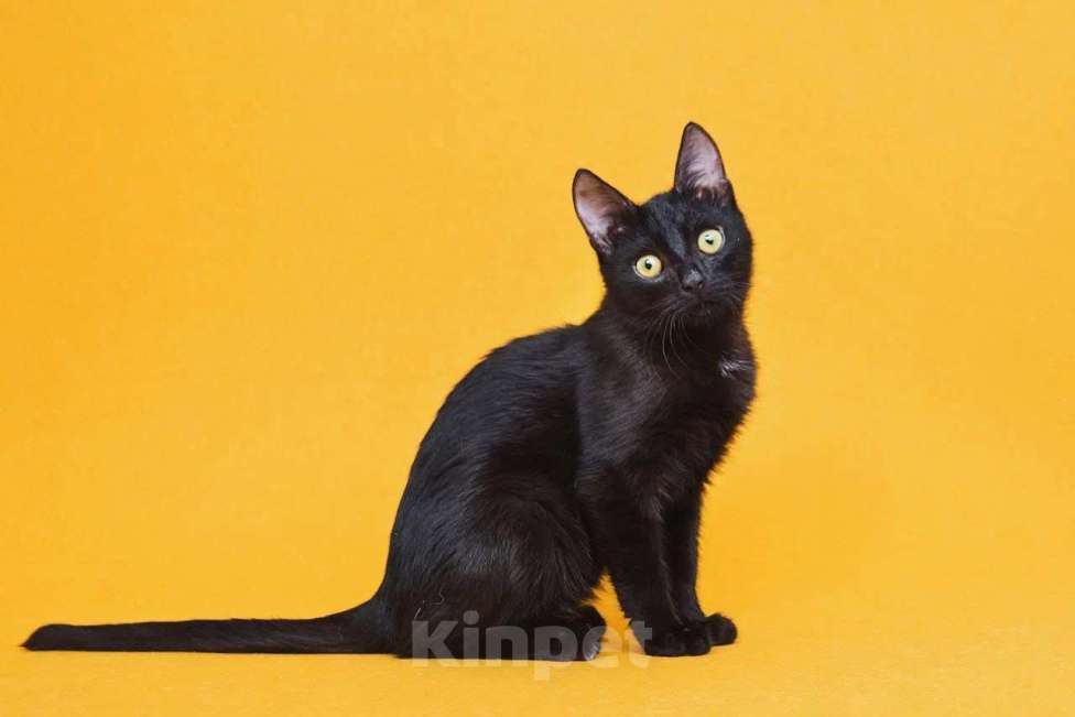 Кошки в Москве: Котенок Ося ищет дом Мальчик, Бесплатно - фото 1