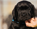 Собаки в Красноярске: Лабрадор ретривер щенки  Мальчик, Бесплатно - фото 2