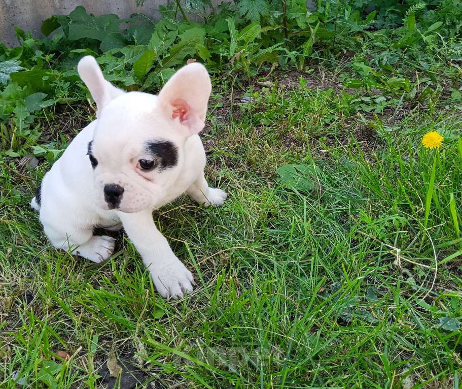 Собаки в других городах Самарской области: Французский бульдог щенок Мальчик, 30 000 руб. - фото 4