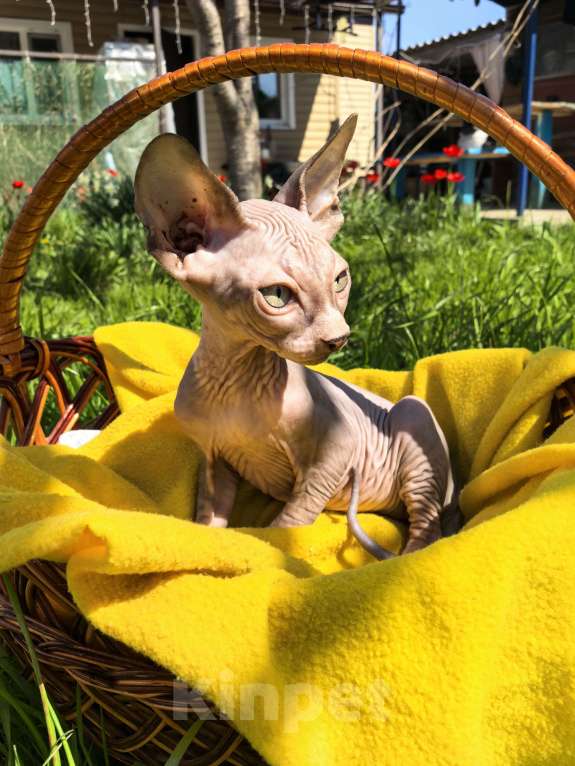 Кошки в Ростове-на-Дону: Канадский сфинкс котёнок Мальчик, 10 000 руб. - фото 2