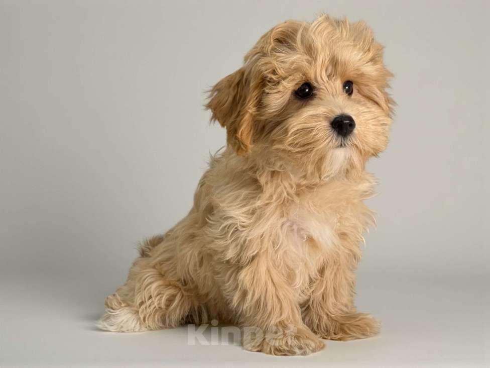 Собаки в Москве: Девочка Мальтипу F1  Девочка, 150 000 руб. - фото 1