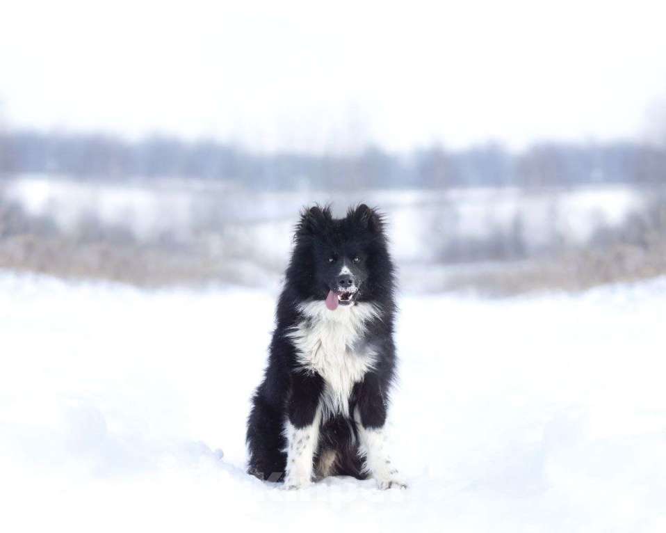 Собаки в Ногинске: Малыш - лохматое чудо в дар Мальчик, Бесплатно - фото 6