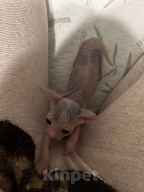 Кошки в Новосибирске: Канадский сфинкс девочка Девочка, 11 000 руб. - фото 3