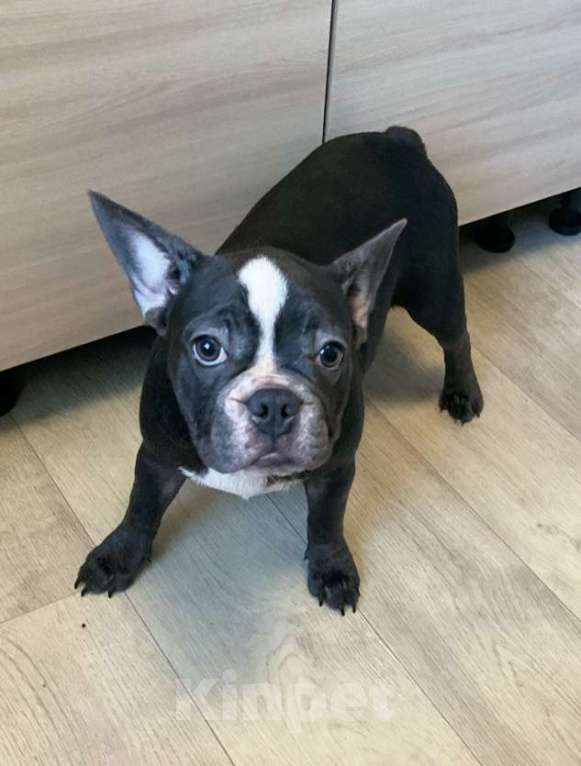 Собаки в Химках: Девочки французики Девочка, Бесплатно - фото 3