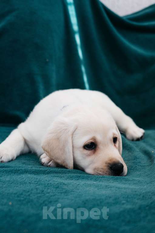 Собаки в Москве: Лабрадор-ретривер, щенок Мальчик, Бесплатно - фото 6