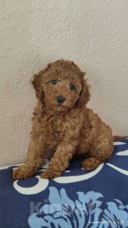 Собаки в Мытищах: Миниатюрный пудель Адель Девочка, 150 000 руб. - фото 4