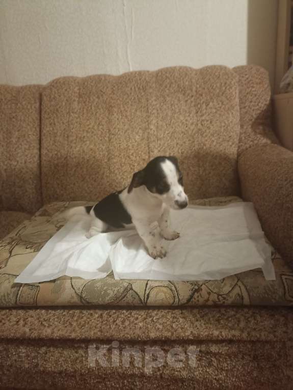 Собаки в Москве: Джек Рассел терьер Девочка, 25 000 руб. - фото 3