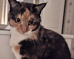 Кошки в Москве: Уютная спокойная кошечка Мармуська в добрые ручки Девочка, Бесплатно - фото 3