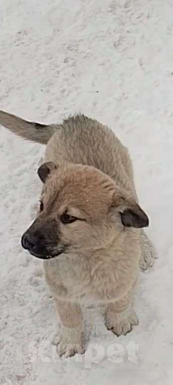 Собаки в Москве: в добрые руки Мальчик, Бесплатно - фото 2