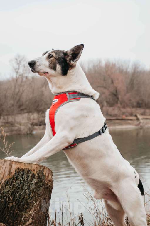 Собаки в Москве: Гоша - уникальный, добрый пёс-друг из приюта в добрые руки Мальчик, Бесплатно - фото 7