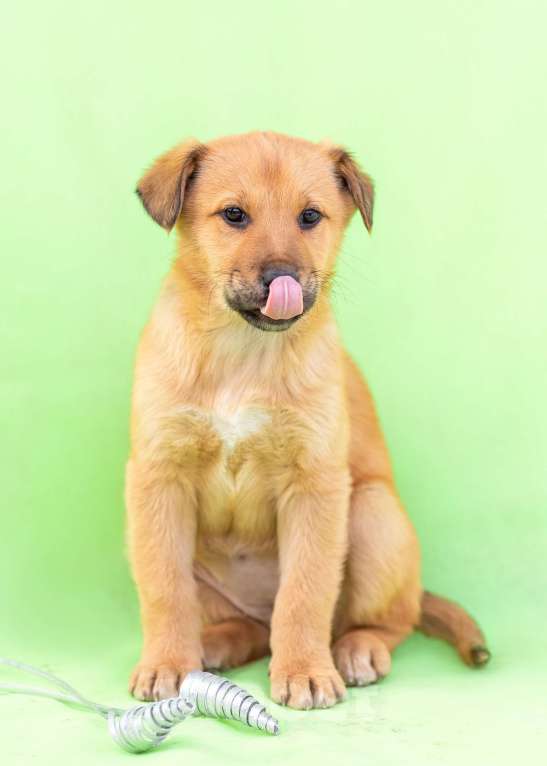 Собаки в других городах Московской области: Щенок Мира в добрые руки Девочка, Бесплатно - фото 3