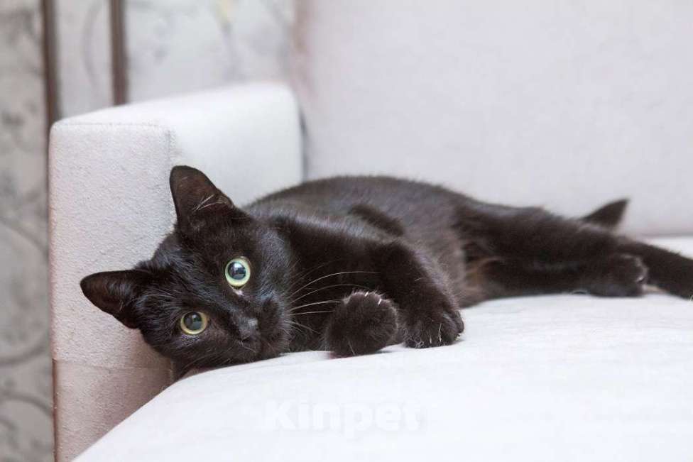 Кошки в Москве: Замечательная кошечка Ласка ищет дом! Девочка, Бесплатно - фото 2