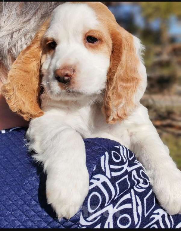 Собаки в Омске: Продам щенков русского охотничьего спаниеля Девочка, 15 000 руб. - фото 1