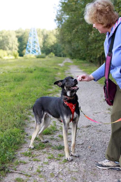 Собаки в Москве: Молодой песик Бакс  ищет дом! Мальчик, Бесплатно - фото 8