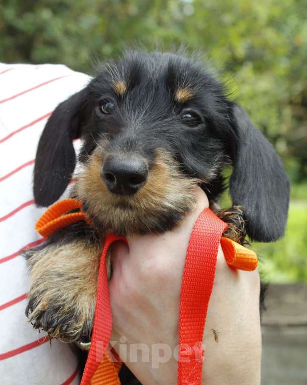 Собаки в Санкт-Петербурге: щенок такса миниатюрная жесткошерстная Девочка, 45 000 руб. - фото 4