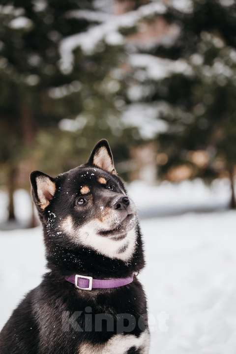 Собаки в Новосибирске: Прекрасная девочка сиба-ину Девочка, 40 000 руб. - фото 5