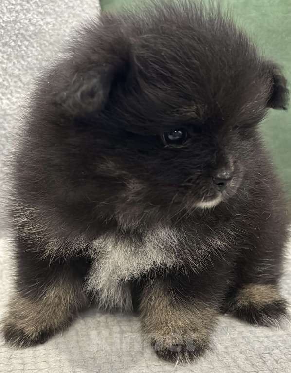 Собаки в Москве: Померанский шпиц мишка Девочка, 25 000 руб. - фото 4