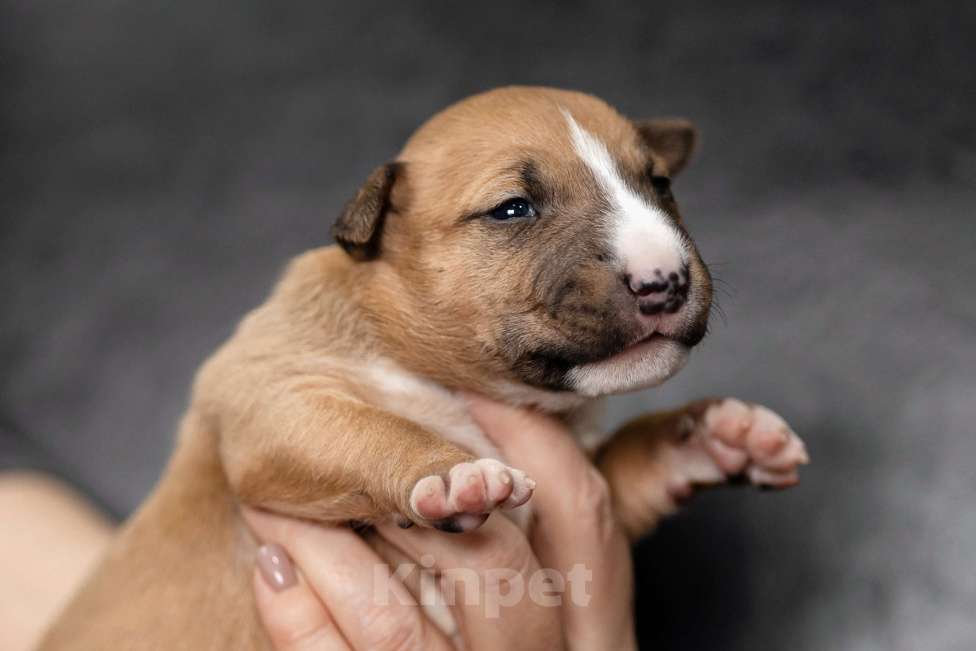 Собаки в Краснодаре: Рыжая микро булка Девочка, 100 000 руб. - фото 1