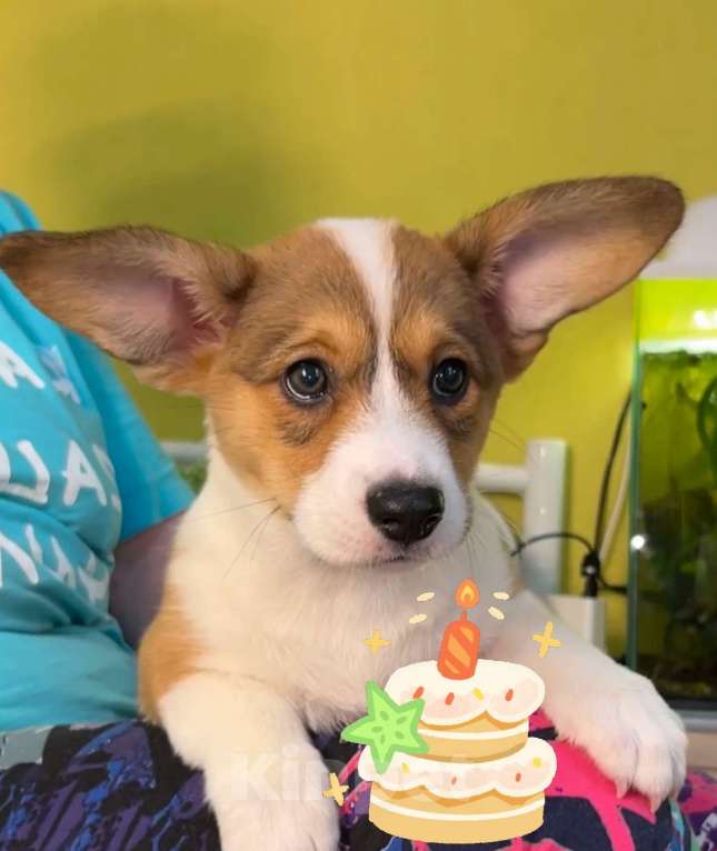 Собаки в Москве: Вельш Корги Кардиган Разнополые, 30 000 руб. - фото 1