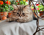 Кошки в Твери: Шотландские котята Скотишь Фолд и Скотишь Страйт Мальчик, Бесплатно - фото 2